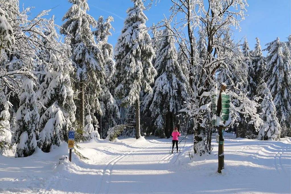 A cross-country skier moving through a tranquil, snow-laden forest, highlighting the peaceful nature of Nordic skiing. 